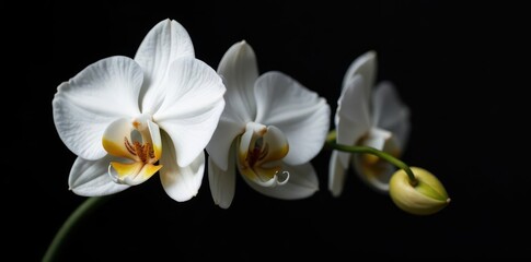 Fototapeta premium Single white orchid against black, high detail, isolated, sharp