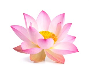 Close-up of a beautiful pink lotus flower (1)