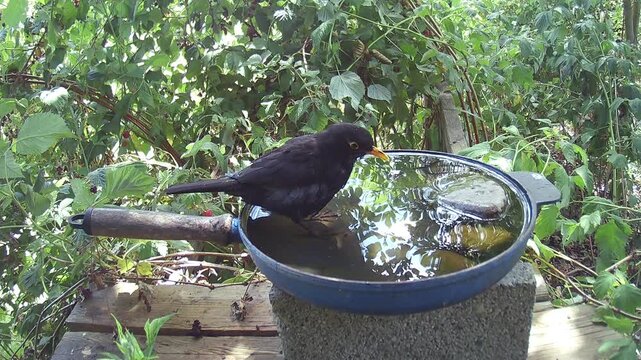 Amsel (Turdus merula) oder Schwarzdrossel badet und trinkt Wasser in einer alten Bratpfanne