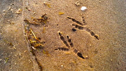 Close-up of seagull footprints in the sand – detailed bird tracks on the beach.