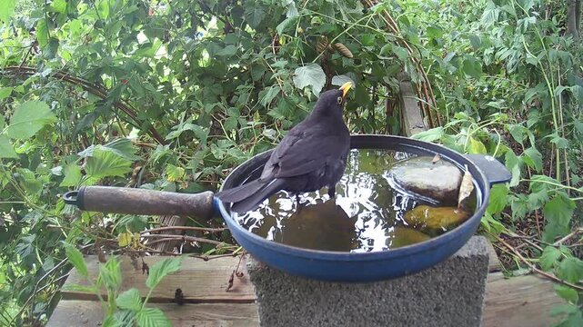 Amsel (Turdus merula) oder Schwarzdrossel badet und trinkt Wasser in einer alten Bratpfanne
