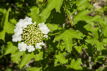 Gewöhnlicher Schneeball (Viburnum opulus)