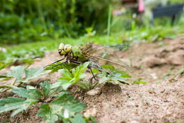 Grosse Königslibelle (Anax imperator)
