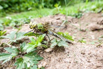 Grosse Königslibelle (Anax imperator)