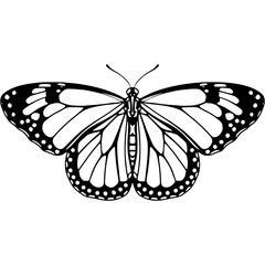 butterfly isolated on white