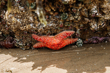 Colorful sea stars and green sea anemones on tide-covered rocks at low tide, Cannon Beach, Oregon. Close-up view of marine life on the Pacific Northwest coast.