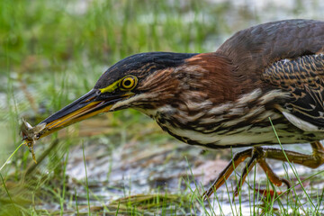 Closeup of a green heron.
