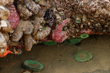 Intertidal marine species on rocks at Cannon Beach, Oregon. Pisaster sea stars and green anemones exposed during low tide. Biodiversity of the Pacific Ocean shoreline.