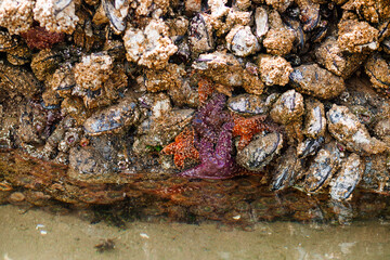 Intertidal marine species on rocks at Cannon Beach, Oregon. Pisaster sea stars and green anemones exposed during low tide. Biodiversity of the Pacific Ocean shoreline.