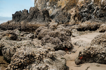 Colorful sea stars and green sea anemones on tide-covered rocks at low tide, Cannon Beach, Oregon. Close-up view of marine life on the Pacific Northwest coast.