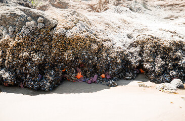 Colorful sea stars and green sea anemones on tide-covered rocks at low tide, Cannon Beach, Oregon. Close-up view of marine life on the Pacific Northwest coast.