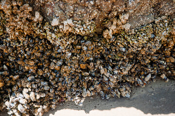 Colorful sea stars and green sea anemones on tide-covered rocks at low tide, Cannon Beach, Oregon. Close-up view of marine life on the Pacific Northwest coast.