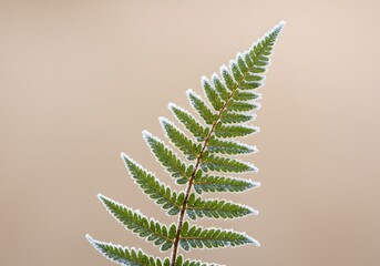 A single fern frond coated with frost, isolated against a soft pastel beige background to showcase detail and cold textures.