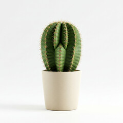 Сactus in a pot isolated on white background