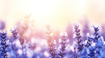 Naklejka premium Sunlit lavender field in dreamy pastel tones creating a serene atmosphere perfect for relaxation