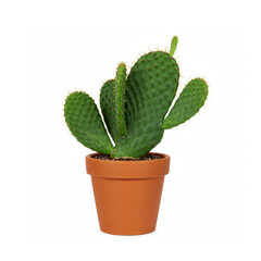 Fototapeta premium Сactus in a pot isolated on white background