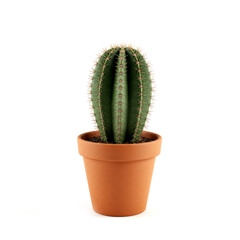 Сactus in a pot isolated on white background