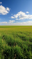 Fototapeta premium Landscape view of green grass field with blue sky background.