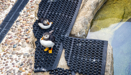 Colorful puffin standing on rocky edge near clear water with submerged stone visible beneath surface