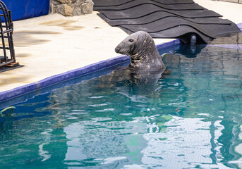 Seal emerging from water near poolside in a controlled aquatic environment