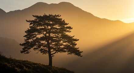 Pine tree silhouette against mountain sunset