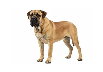 Obraz premium English Mastiff isolated on white background