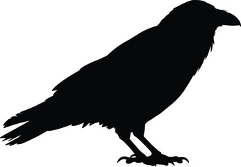Crow or raven bird silhouette vector illustration, standing pose, black isolated shape, spooky wildlife symbol, Halloween animal concept, nature design, horror theme