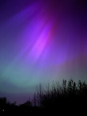 Magical and vibrant aurora borealis, Northern lights, glowing in a celestial display over a dark forest silhouette