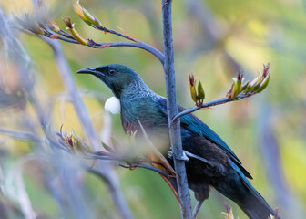 Tui in harakeke flax