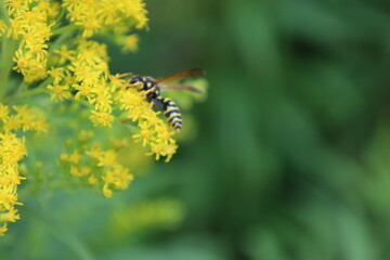 Close up view of orange butterfly resting in nature