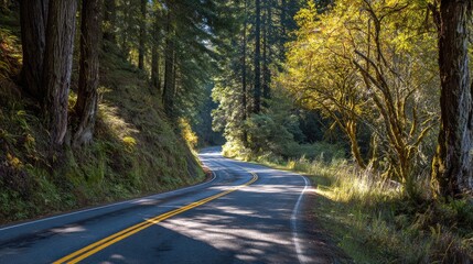 Obraz premium Winding road through redwood forest. Sunlight filters through trees