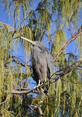 Grey eastern reef egret in a tree