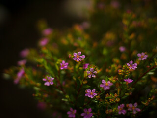 purple flowers in the garden