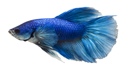 siamese fighting fish isolated