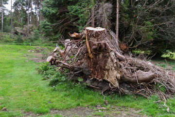 A large tree stump sits in a grassy field