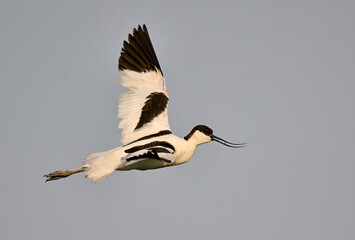 Pied Avocet in Flight: Elegance and Precision