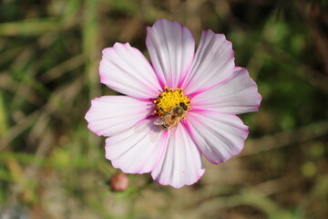 Obraz premium 코스모스 꽃