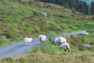 A group of sheep are grazing on a grassy hillside