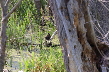 Water Frog Sitting on Branch Among Aquatic Plants