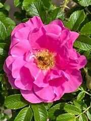 pink peony flower with bee