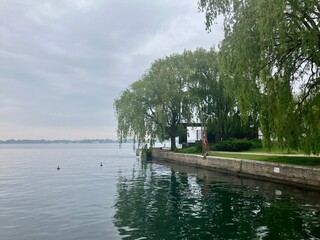 trees on the lake shore