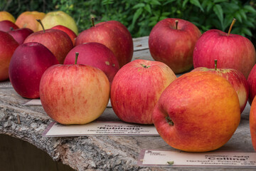 Verschiedene Apfelsorten