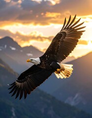 Obraz premium Majestic eagle soaring over mountains at sunset