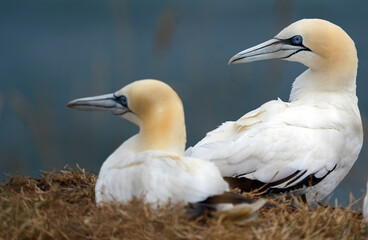 Basstölpel am Bempton Head