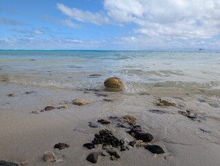 Coconut on the beach 