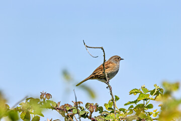 Dunnock (Prunella modularis) commonly found in woodlands parks and gardens across Europe