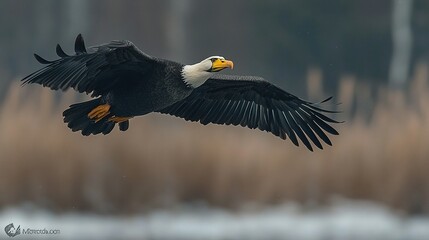 Obraz premium Bald eagle flying over water with reeds in the background.
