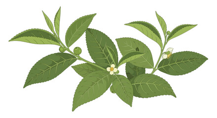 Obraz premium Botanical Illustration: Tea Plant Branches with Blossoms and Foliage Depicted in a Detailed Aesthetic Style