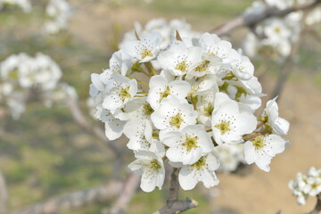Fototapeta premium Pear flower in full bloom in spring