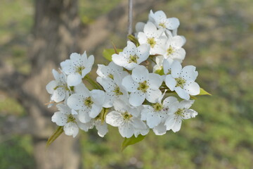 Fototapeta premium Pear flower in full bloom in spring